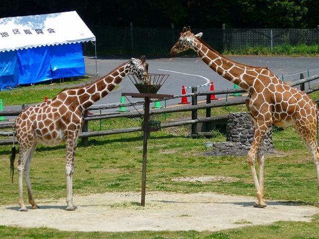 �R�����E����s�E�H�g��T�t�@�������h_�H�g�䎩�R���������T�t�@�������h