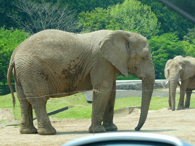 �R�����E����s�E�H�g��T�t�@�������h_�H�g�䎩�R���������T�t�@�������h