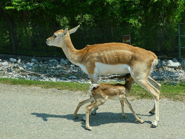 �R�����E����s�E�H�g��T�t�@�������h_�H�g�䎩�R���������T�t�@�������h