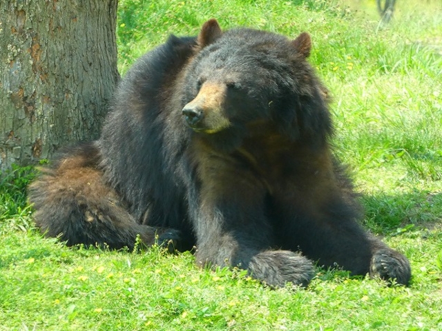 �R�����E����s�E�H�g��T�t�@�������h_�H�g�䎩�R���������T�t�@�������h