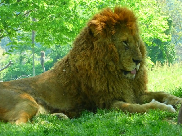 �R�����E����s�E�H�g��T�t�@�������h_�H�g�䎩�R���������T�t�@�������h