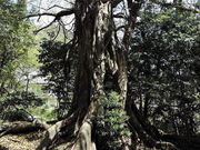 kenken����̏����̃A�R�E�����n�̓��e�ʐ^1