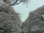 hananȍіq̍̓eʐ^1