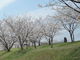 kenkenさんの入田桜づつみ・菜の花への投稿写真4