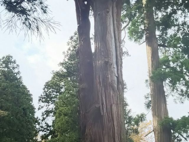 ���H�̂����e�ɂ���܂��B_�V�_�Ђ̑吙