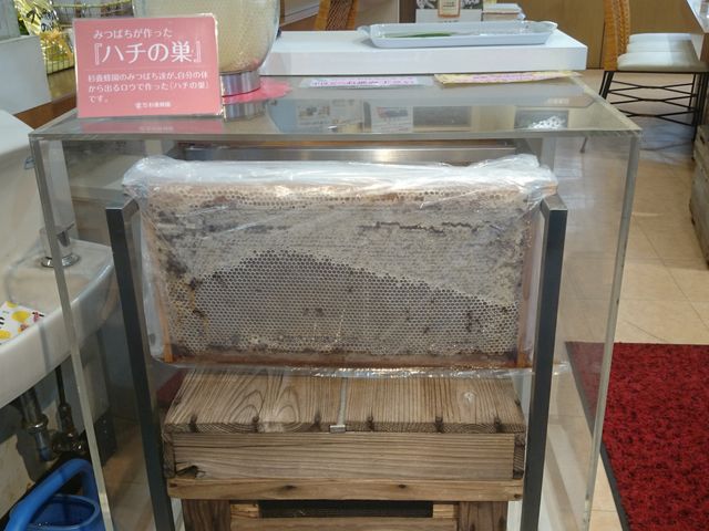 本物のハチの巣_杉養蜂園  箱根店