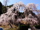 しどーさんの妙祐寺のしだれ桜への投稿写真4