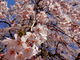 しどーさんの妙祐寺のしだれ桜への投稿写真3