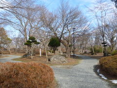 トシローさんの鍋倉公園の桜への投稿写真1