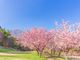 アキラさんの昭和の森（天鏡台）への投稿写真3