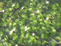 さとけんさんの三島梅花藻の里の投稿写真5