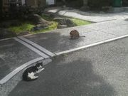 Ƃ񂳂̑vێEq咉̓̕eʐ^2