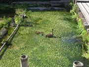 Ƃ񂳂̎O~ԑ̗̓eʐ^2