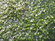 Ƃ񂳂̎O~ԑ̗̓eʐ^3