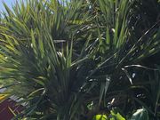 ���[�ҁ[����̑O�l�_�������̓��e�ʐ^1