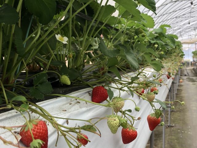 �C�`�S_���Ԃ������_��