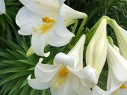 ȂȂ̉iǕ̃Gu̓eʐ^1