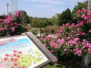 ���񂿂�񂳂�̃��t���b�V���p�[�N�L�Y�^�o���^�R�X���X�̓��e�ʐ^1