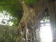 七郎さんの奈良尾のあこう樹の投稿写真1
