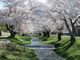 ウルトラマンさんの観音寺川の桜の投稿写真1