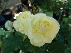 黄色の薔薇、たくさん売っていました_河津バガテル公園