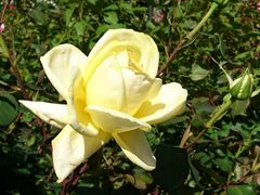 始めて、こんな大輪の薔薇を見ました_河津バガテル公園