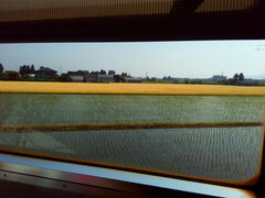 kijimunar����̓v�g����̎U���i�ςւ̓��e�ʐ^1