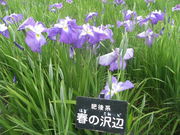 ibokororȉtr̓eʐ^3