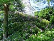 �Ձ[���񂳂�̏��c���隬�����̃A�W�T�C�̓��e�ʐ^2