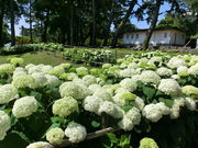 �Ձ[���񂳂�̏��c���隬�����̃A�W�T�C�̓��e�ʐ^3