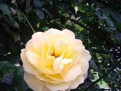 ނȍ oN CObV K[fւ̓eʐ^1