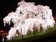 夢邪鬼さんの三春滝桜の投稿写真2