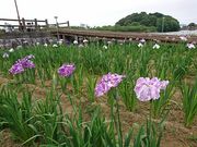 ÂȂ܂܂ɂ̌Tߌ̓eʐ^1