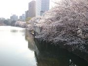 pikopiko̍]ˏOxՂ̓eʐ^1