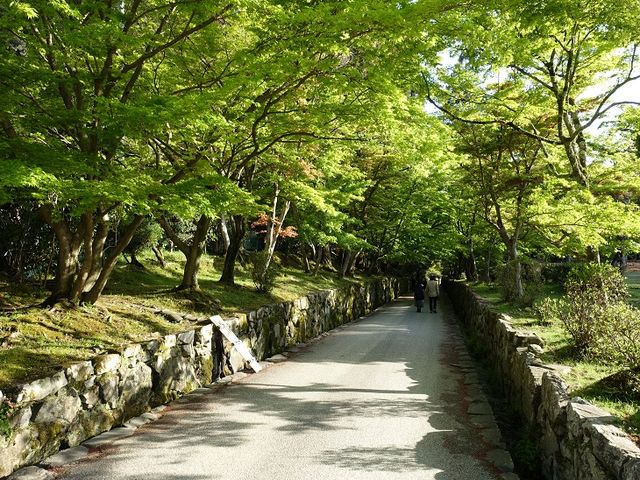 新緑が目にまぶしいです_興聖寺の琴坂