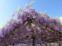 �C�I������̕����@�̂ӂ��ւ̓��e�ʐ^1