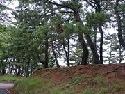 񂿂񂳂̋ȗ̏؂̓eʐ^1