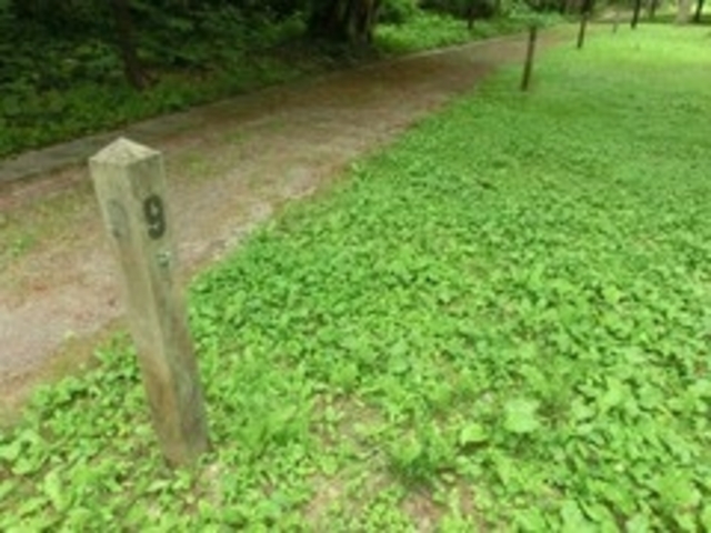 _ChKXg̋vg򎩑RxɑÊ̗̓eʐ^1