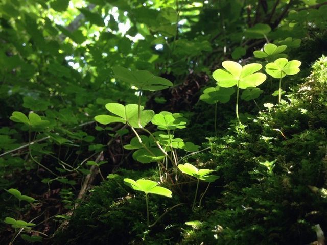 ����_�M�O�K���[