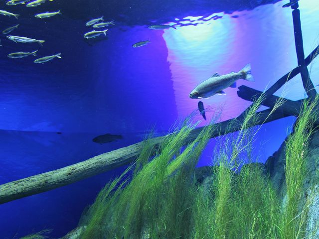 ��̒�������ȕ��ɉj���ł��ł���_�T�P�̂ӂ邳�Ɛ�ΐ�����