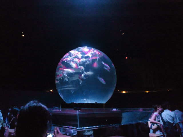 �i�C�g�A�N�A���E��_���{���O��z�[��