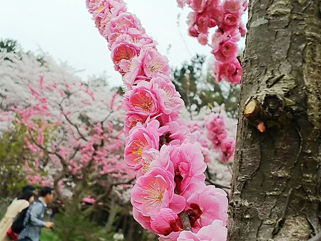 �~�R�����̍�_�~�R����