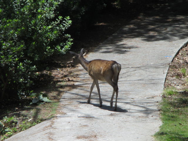 �쐶�̃P���}��_���Ó�