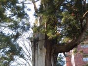 ڂ肳̉WiBs{j̓eʐ^1