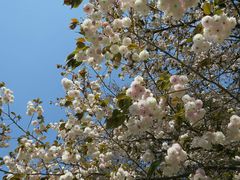 さぼさんの慈光山歴史公苑の桜の投稿写真1