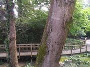 䂸̔p̏aE΂̏a̓eʐ^1