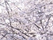 �t���X�s�[�h����̌˓c��쉈�������؂̓��e�ʐ^1