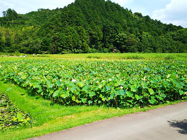 �@�̉�_���b�̉w�h��