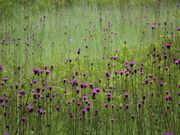 Yanwenlȉc㌴̃AU~Q̓eʐ^1