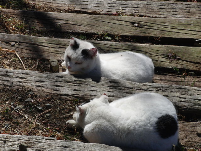 ���[�v�E�F�C����t�߂�
�˂ނ�L_�v�\�R���Ƌ{